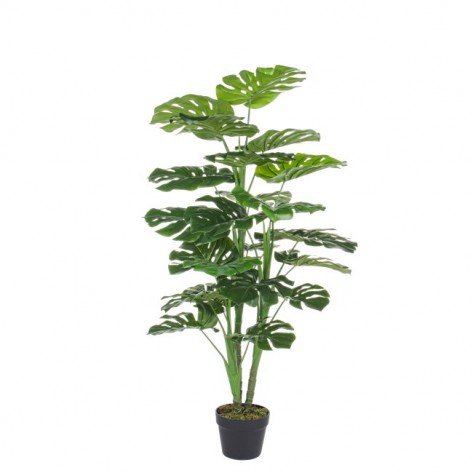 FILODENDRON UMJ. U VAZI H120CM BIZ