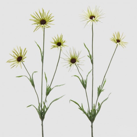 RUDBECKIA GRANA X3 SA LIŠĆEM H70 SORT EDG