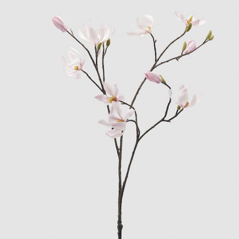 MAGNOLIJA GRANA H100 EDG