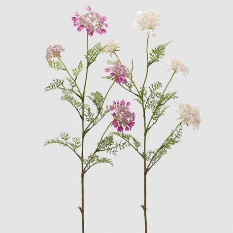 DAUCUS CAROTA X4 SA LIŠĆEM H100 SORT EDG