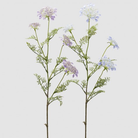 DAUCUS CAROTA X4 SA LIŠĆEM H100 SORT EDG
