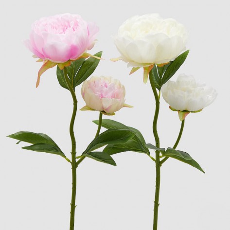 PEONIA GRANA X2 H55 SORT EDG