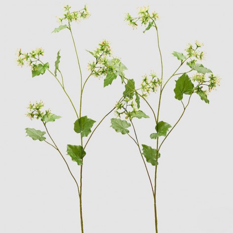 ALCHEMILLA GRANA X5 H108 SORT EDG