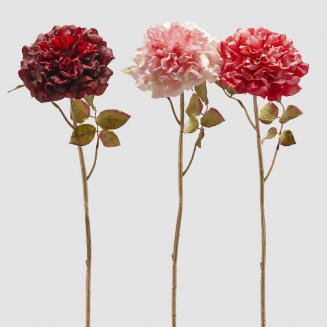 RUŽA ZLATNA GRANA H80 PINK SORT EDG