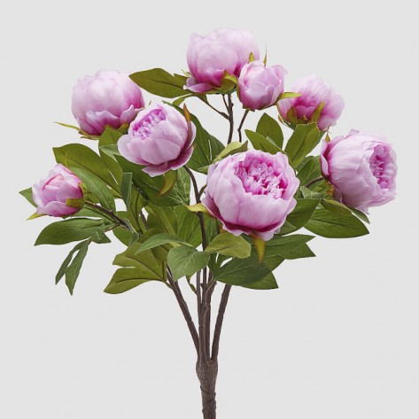 PEONIA BUKET X8 H53 PINK EDG