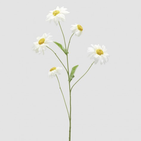 SUNCOKRET GRANA H83 BIJ. EDG