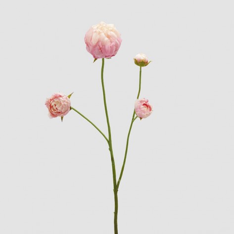 PEONIA GRANA H66 PINK EDG