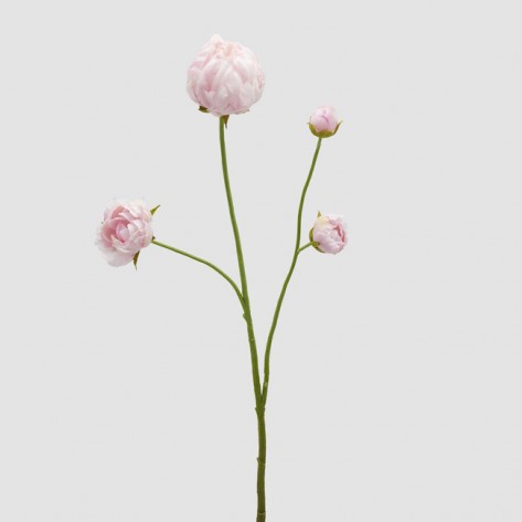 PEONIA GRANA H66 PINK EDG