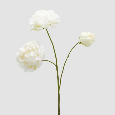 PEONIA GRANA X3 H67 IVORY EDG