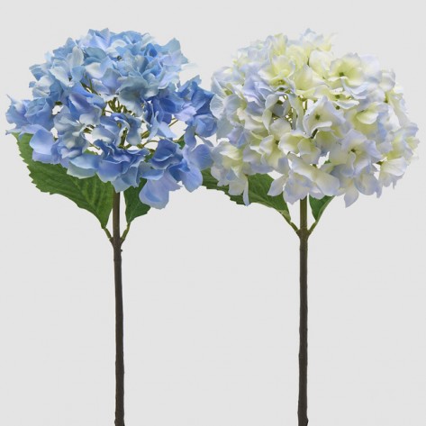 HORTENZIJA GRANA H50 MIX PLAVA SORT EDG