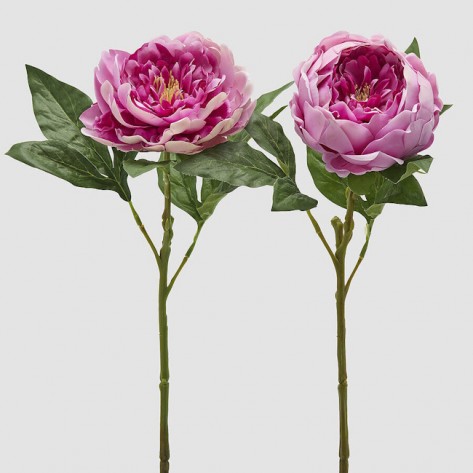 PEONIA GRANA H58 PINK SORT EDG
