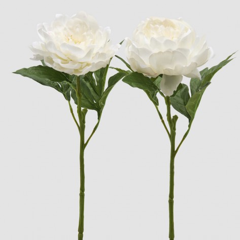 PEONIA GRANA H58 BIJELA SORT EDG