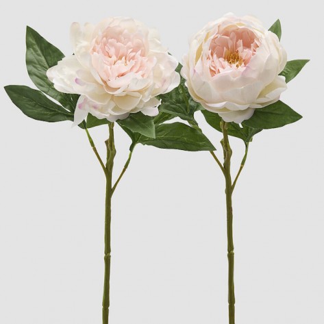 PEONIA GRANA H58 SV.PINK SORT EDG