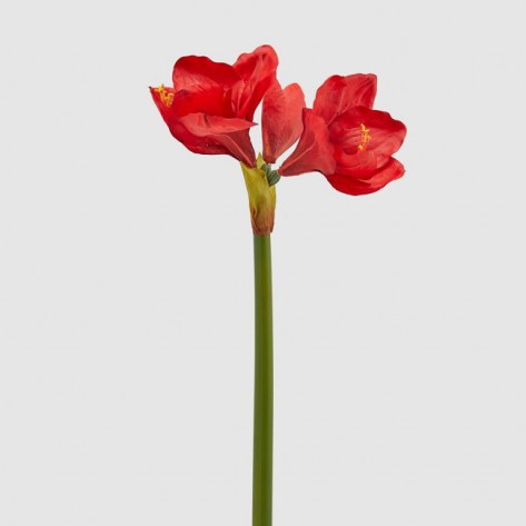 AMARYLLIS REAL GRANA X3 H66 CRV. EDG