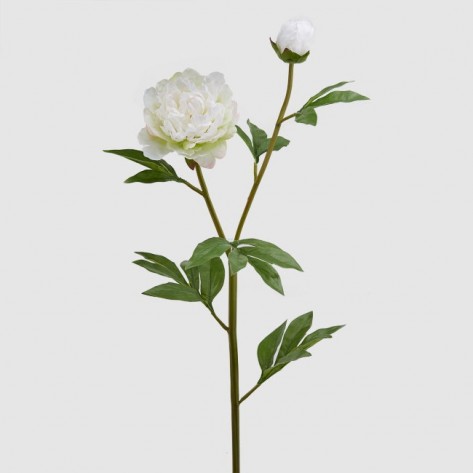 PEONIA DUKE2 GRANA X2 H87 BIJELA EDG