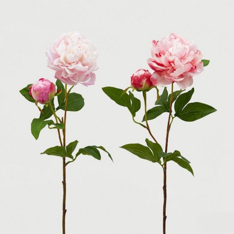 PEONIA GRANA X2 H70 BIJ./PINK SORT EDG