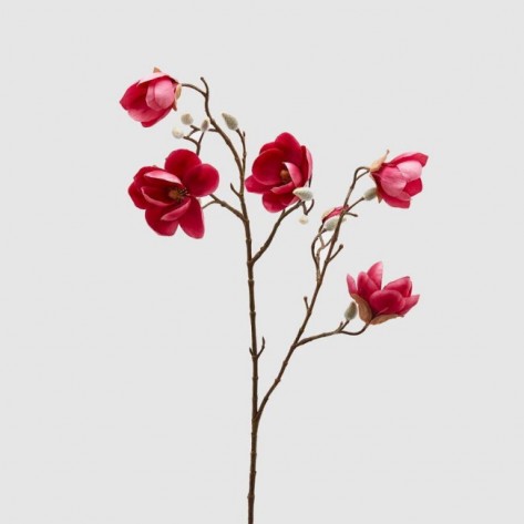 MAGNOLIA STELL. GRANA H80 FUKSIA EDG