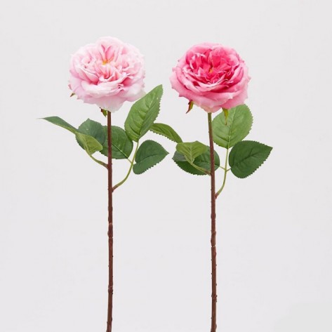 RUŽA ALMA H48 MIX PINK SORT EDG