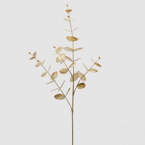 EUKALIPTUS GRANA H89 EDG