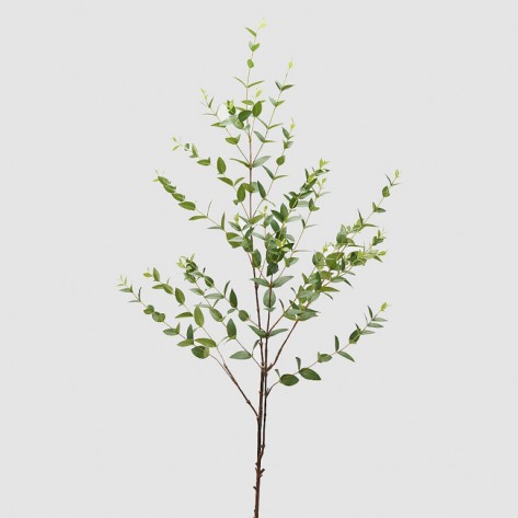 RUSCUS GRANA H140 EDG