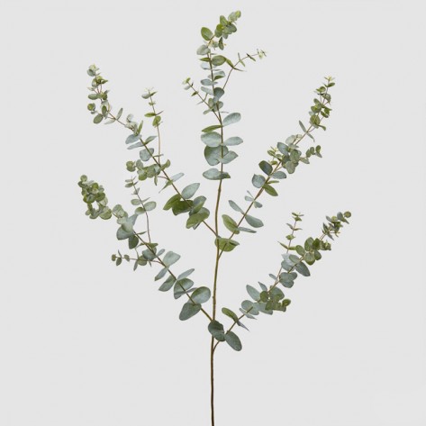 EUCALIPTUS REX GRANA X5 H145 EDG
