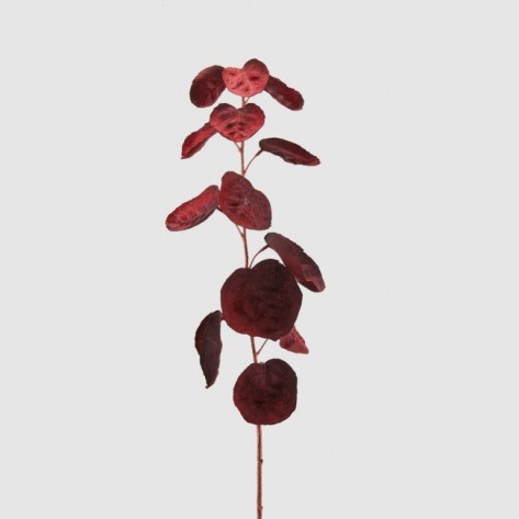 COTINUS GRANA H78 EDG