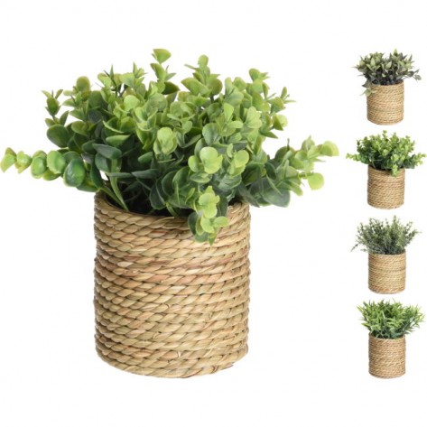 BILJKA U VAZI SEAGRASS SORT KOOP
