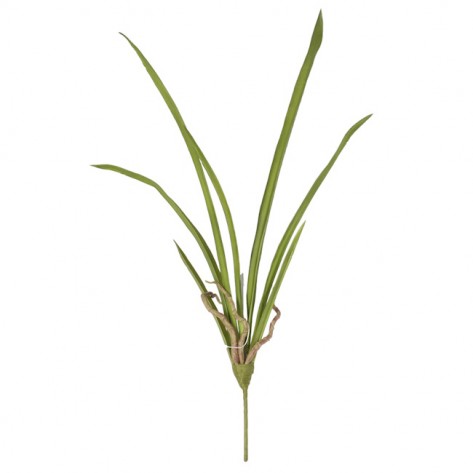 CYMBIDIUM LISTOVI 50CM SA KORJENOM DKO