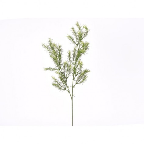 ASPARAGUS GRANA 74CM DKO