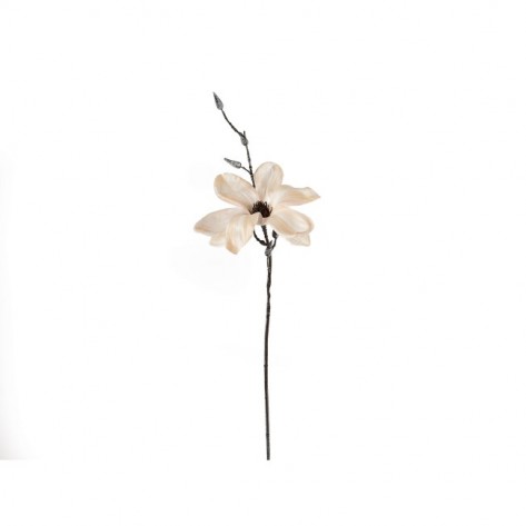 MAGNOLIJA ELSA 68CM CHAMP. DKO