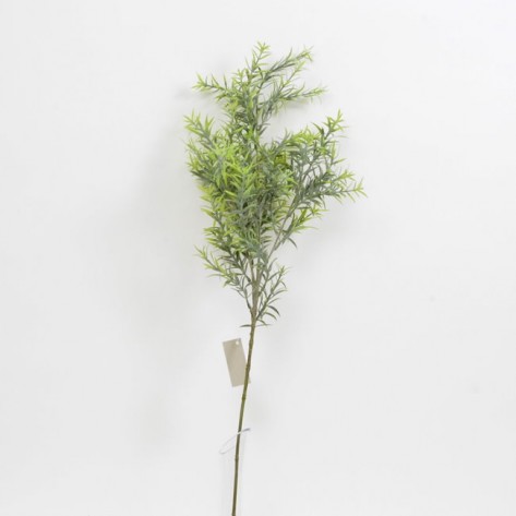 ASPARAGUS GRANA 78CM ZEL. DKO