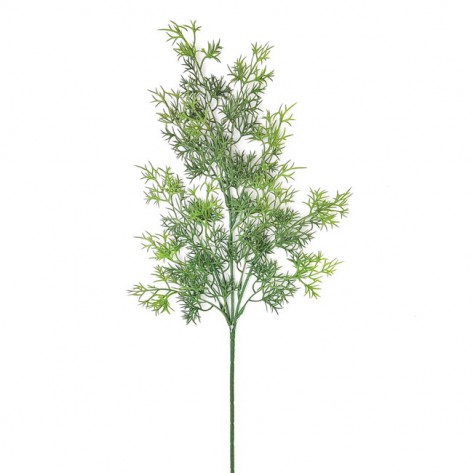 ASPARAGUS GRANA 65CM ZEL. DKO