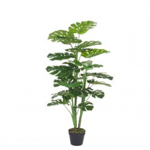 FILODENDRON UMJ. U VAZI H120CM BIZ