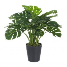 FILODENDRON UMJ. U VAZI H65CM BIZ