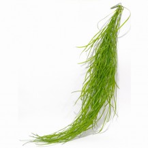 ZELENILO VISEĆE MAK