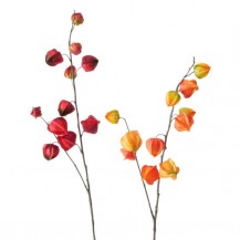 PHYSALIS GRANA H90CM SORT BOL