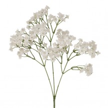 GYPSOPHILA H8CM BOL