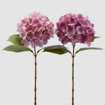 HORTENZIJA NOBILE NEW H60 ROZA EDG