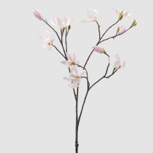 MAGNOLIJA GRANA H100 EDG