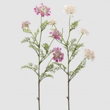 DAUCUS CAROTA X4 SA LIŠĆEM H100 SORT EDG