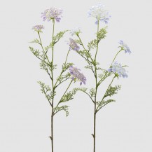 DAUCUS CAROTA X4 SA LIŠĆEM H100 SORT EDG