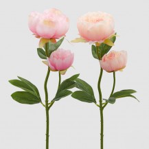 PEONIA GRANA X2 H55 SORT EDG