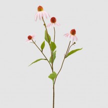 RUDBECKIA GRANA H75 EDG