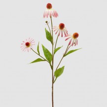 RUDBECKIA GRANA H75 EDG