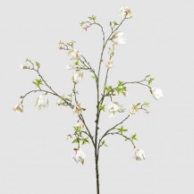 MAGNOLIJA JUMBO GRANA H180 EDG