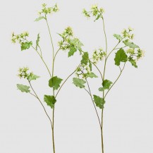 ALCHEMILLA GRANA X5 H108 SORT EDG