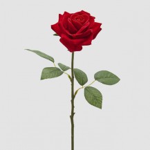 RUŽA VELUR GRANA H50 CRV. EDG