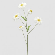 SUNCOKRET GRANA H83 BIJ. EDG