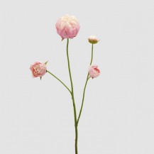 PEONIA GRANA H66 PINK EDG