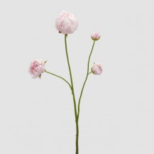 PEONIA GRANA H66 PINK EDG